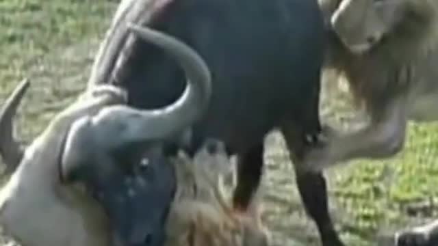 Fearless Male lion attack buffalo Heard #shorts #lionvsbuffalo