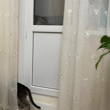 Salt acrobatic al pisicii !