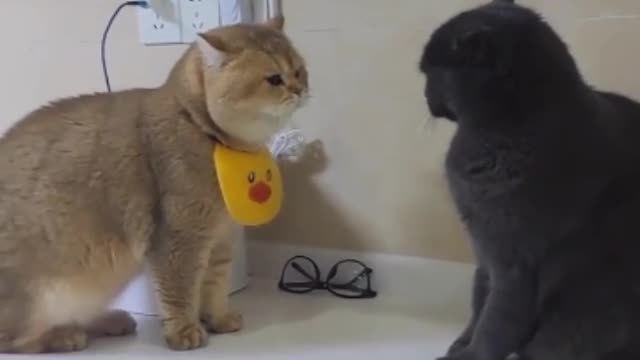 Cat Fight Between Two Beautiful Cat 🐈😻😺