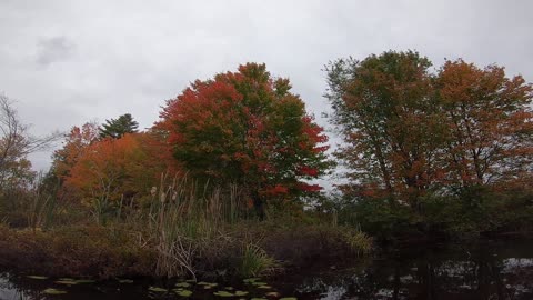 Foliage