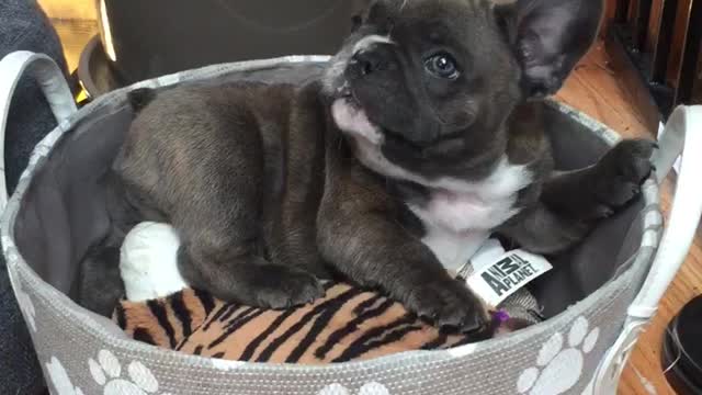 French Bulldog puppy extremely pleased with new toy bucket