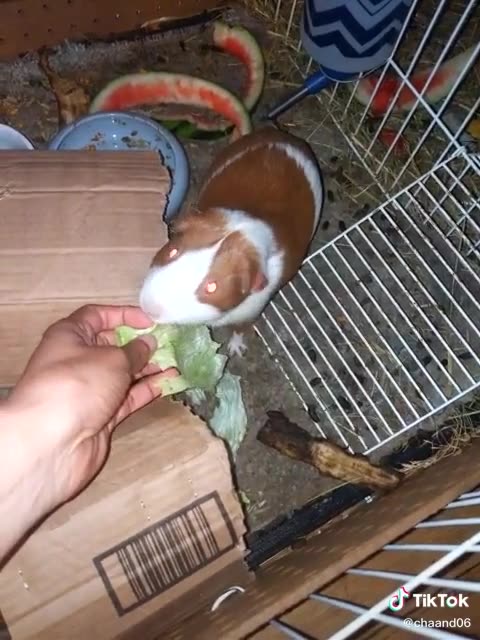 Wildlife: cute Guinea pigs/ small live pigs having foot