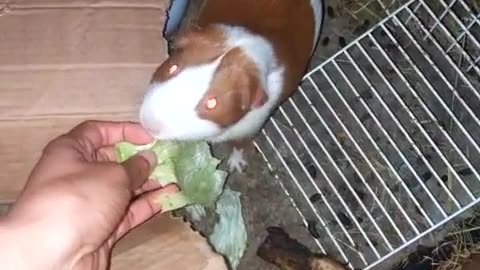 Wildlife: cute Guinea pigs/ small live pigs having foot