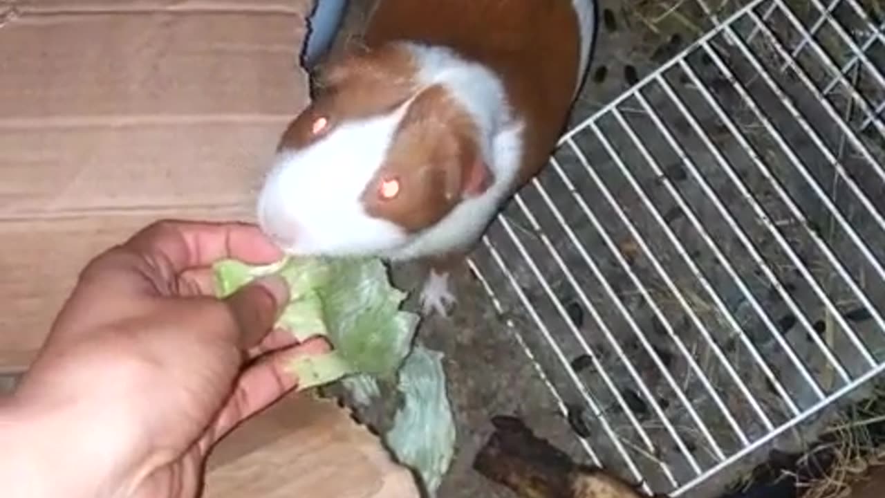 Wildlife: cute Guinea pigs/ small live pigs having foot