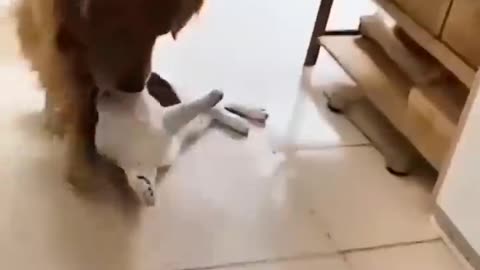 Unbelievable Video of Cat and Dog Friendship - You Won't Believe What Happens Next!