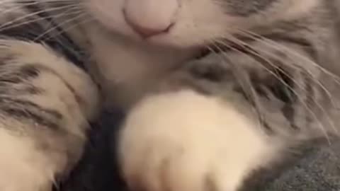 Cat and kitty live