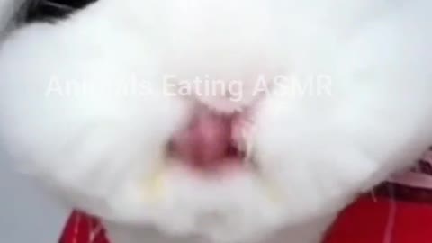 Animals doing ASMR Ep:3