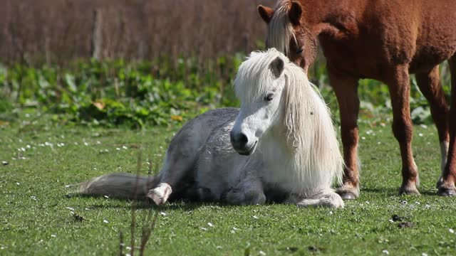 Beautiful White Horse