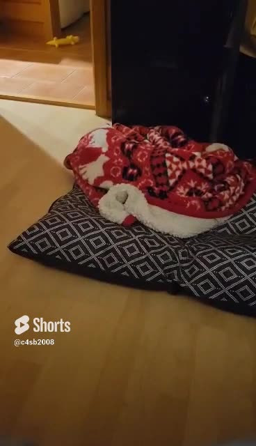 12 Week Old Black lab Puppy having Fun! #blacklab