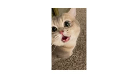 Cute and Funny Cat Videos to Keep You Smiling! 🐱