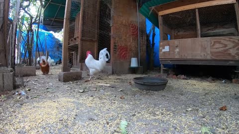 Chicken Invaders Retrospective