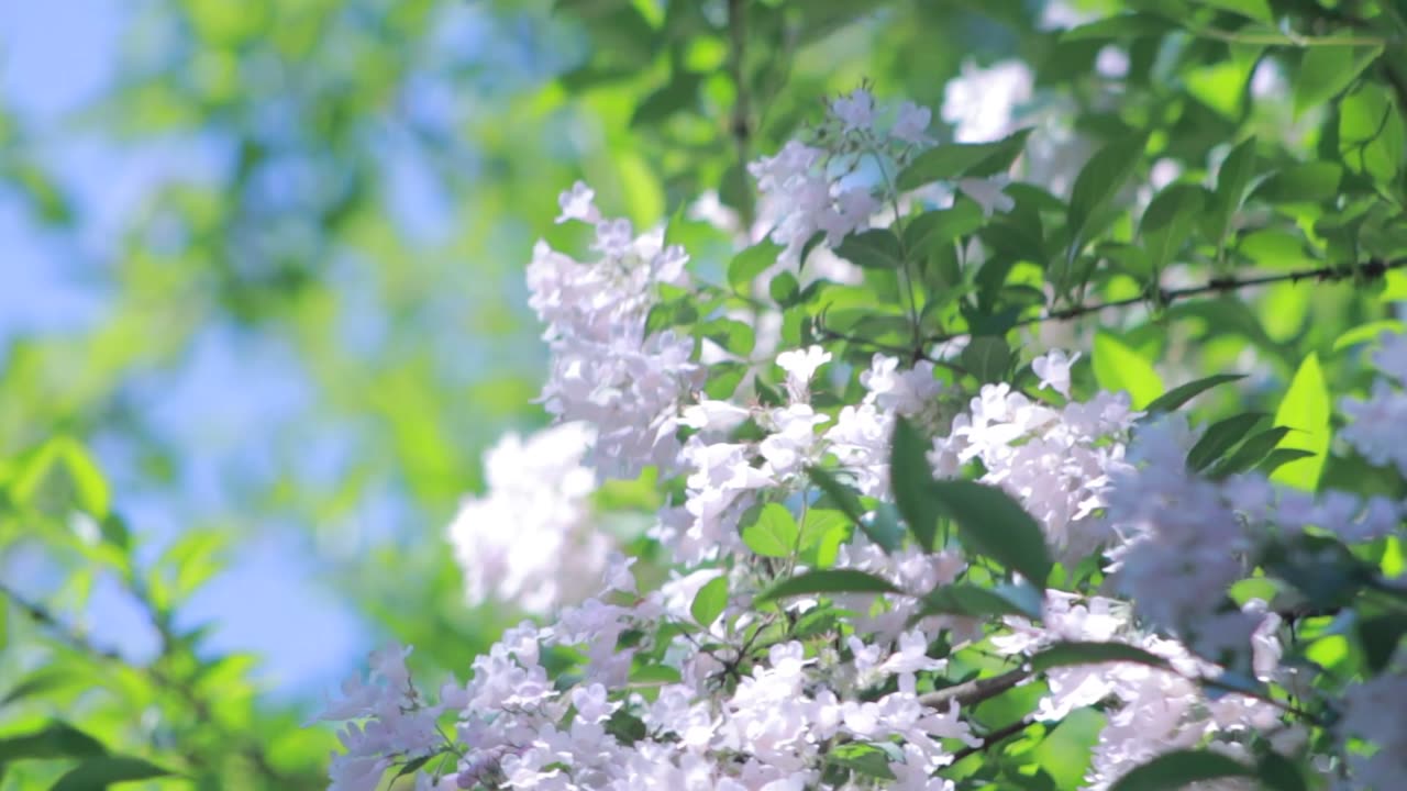 Butterfly On Flowers