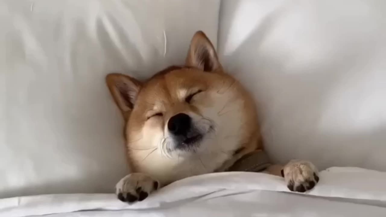 Very funny animals viral