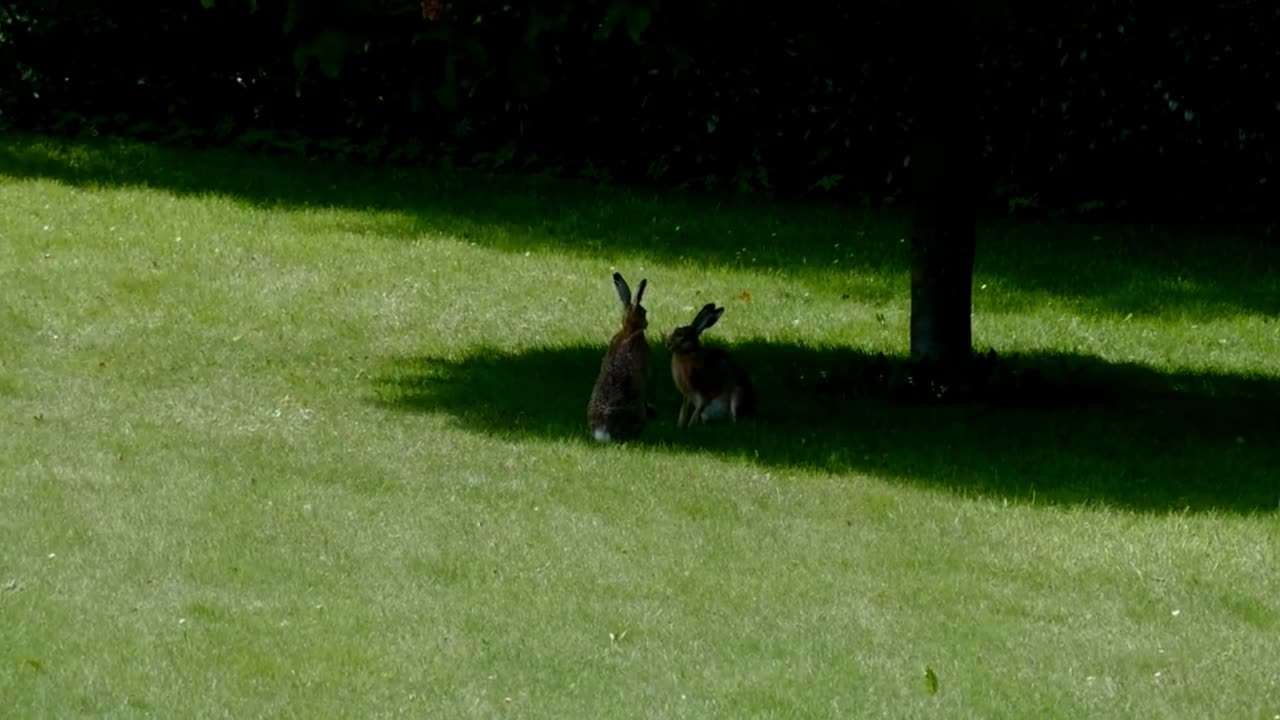 Rabbits Boxing Like Human