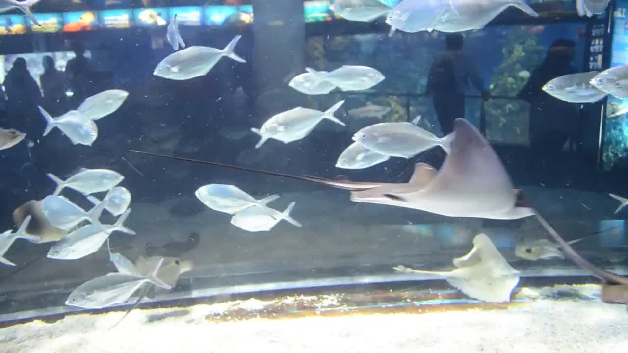 silver fish in an aquarium