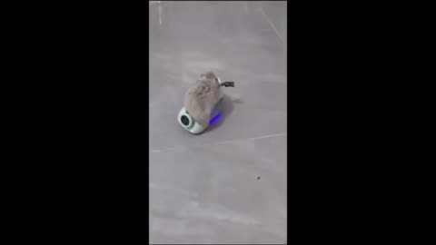 Hilarious Animal Antics: Laugh Out Loud Moments!