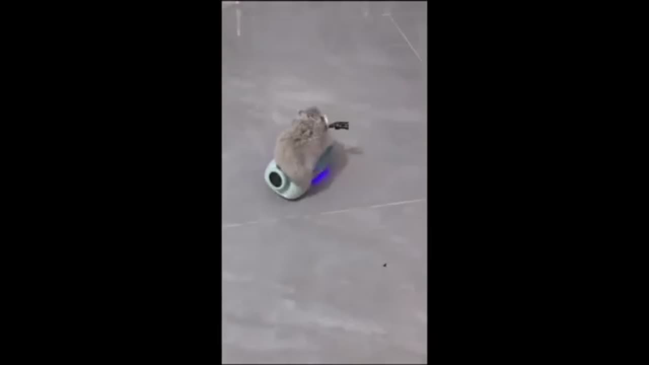 Hilarious Animal Antics: Laugh Out Loud Moments!