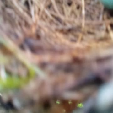 Spying a nest in a Chickasaw Plum Part 5