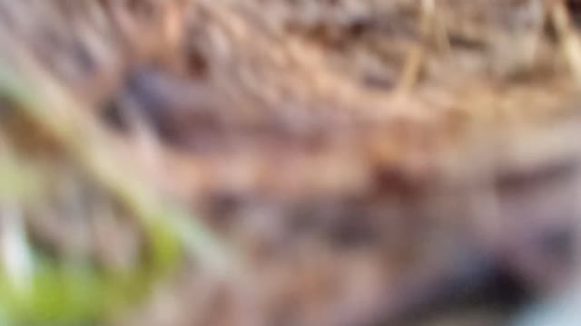 Spying a nest in a Chickasaw Plum Part 5