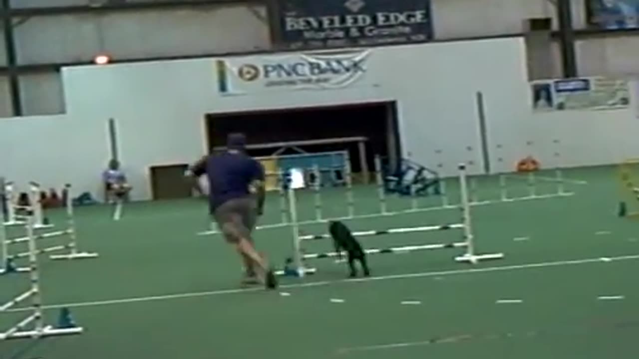 The Perils of Dog Agility...