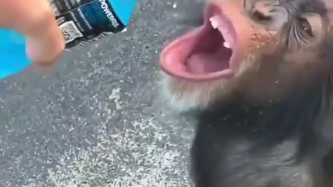 Powerade Monkey