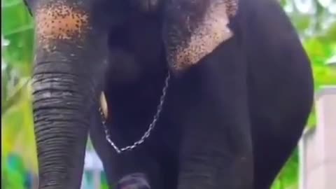 Elephant and baby video