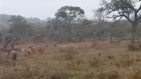 FOR ALL THE LIONKING LOVERS!!!