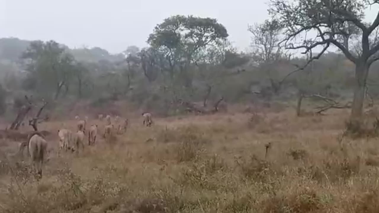 FOR ALL THE LIONKING LOVERS!!!