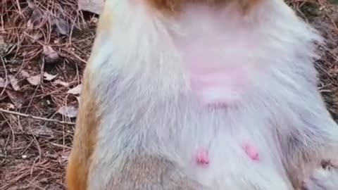 funny animal video