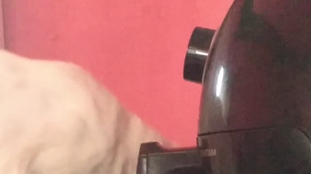 Dad's Cat Has Learned How to Open Air Fryer