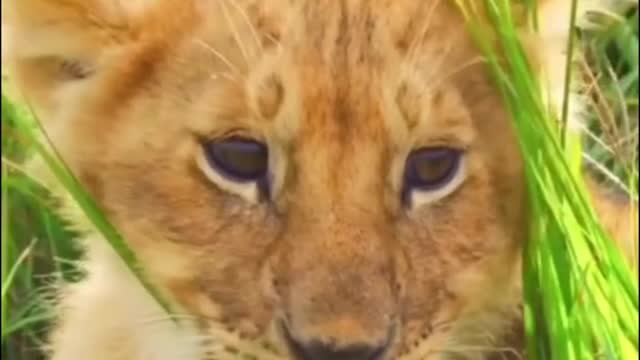 A close-up of the lion from small to large