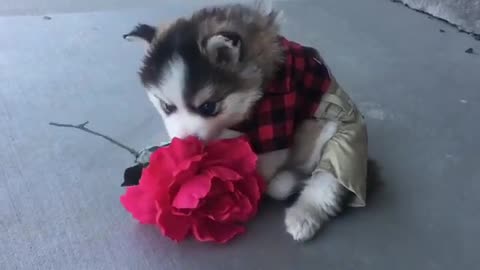 I want to give my beloved bitch a flower