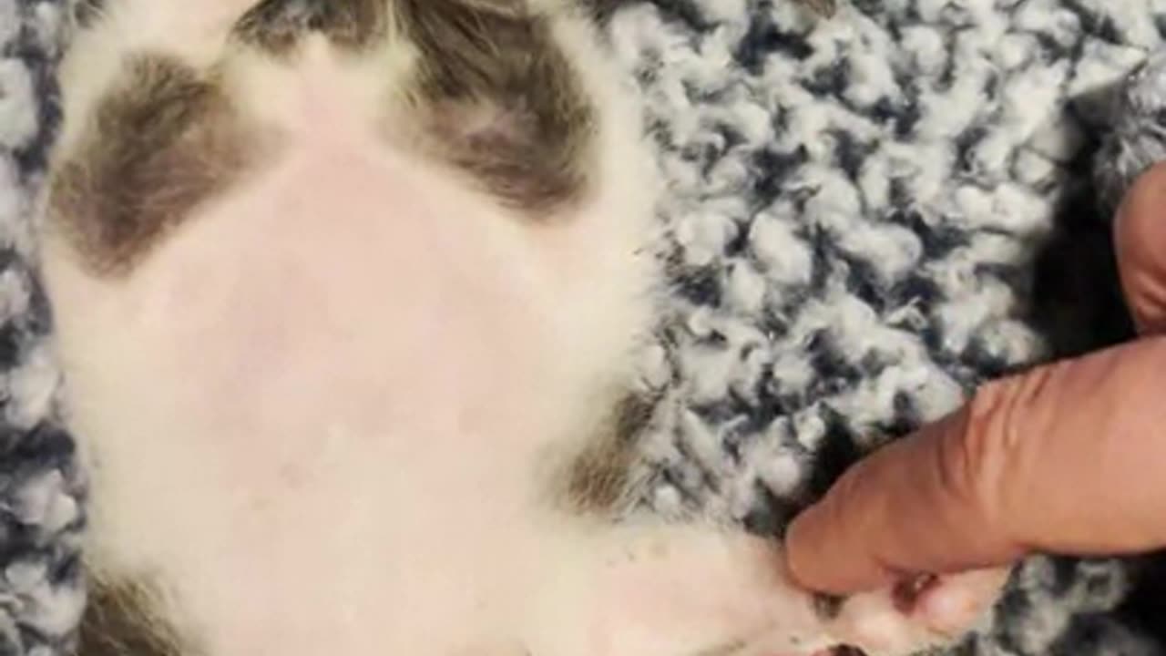Bottle-feeding orphan kittens means waking up every 2-3 hours, but also…