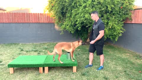 how to teach your dog scent detection