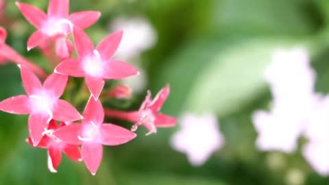 The beautiful sea of flowers brings you good mood