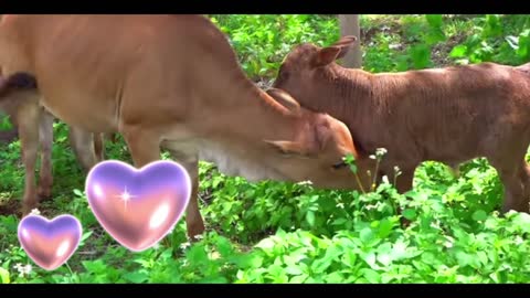 Mother cow takes care of calves