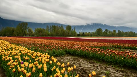 Beautiful Flowers