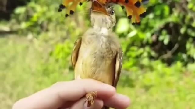 Wang Ba flycatchers