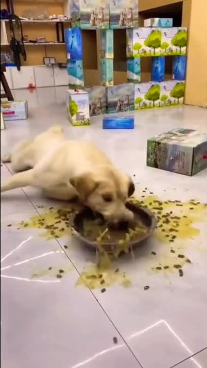 Funny animals compilation