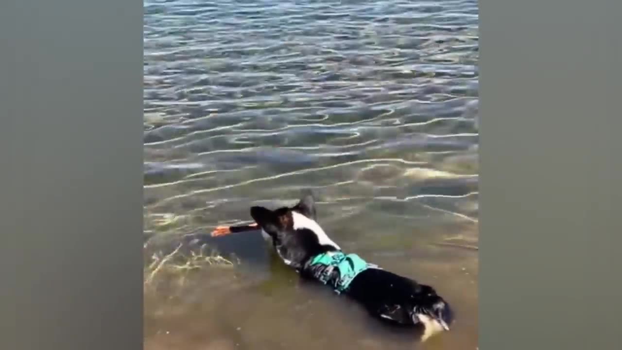The funniest animals Fun with cats and dogs 2022