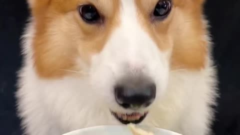 Corgi is the cutest dog eating 1 (18)