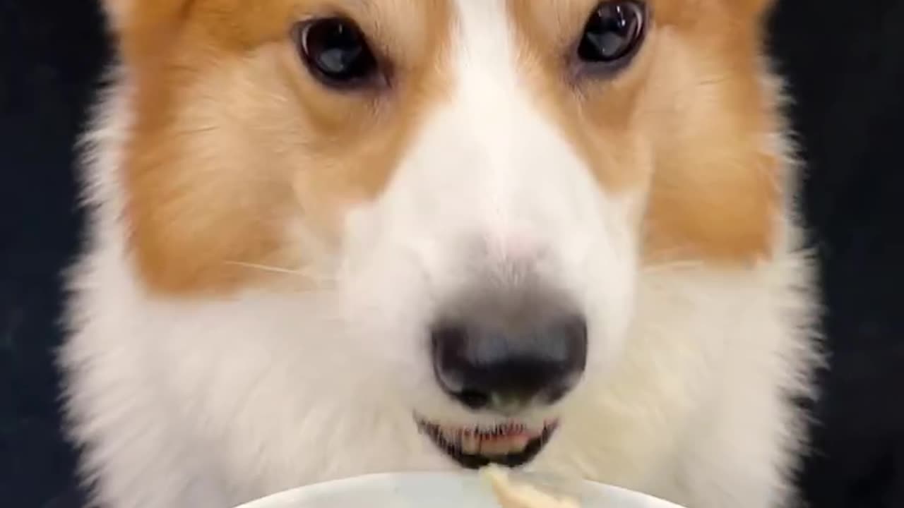 Corgi is the cutest dog eating 1 (18)