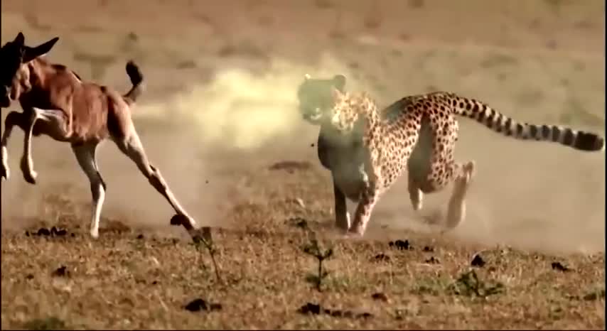 Deer have a new way to take on cheetahs