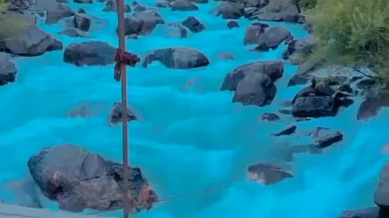 Funny animal