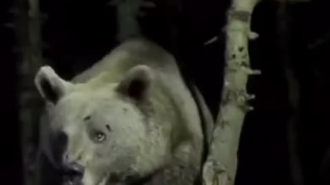 Huge bear afraid of thunder and lightning 😊