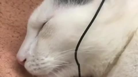 Funny Cat Hearing Music
