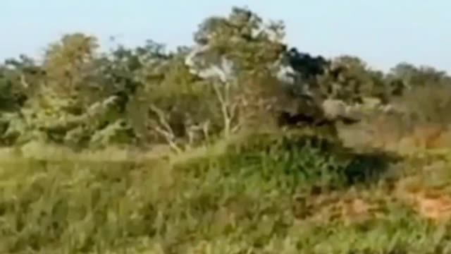 Fugindo das Feras...