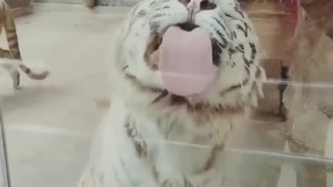 funny animals