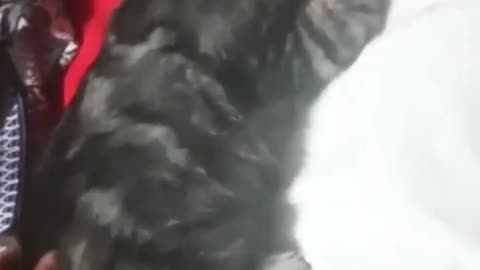 And I'm using solutions...#cat #cute #trending #viral #youtubeshorts #shots 