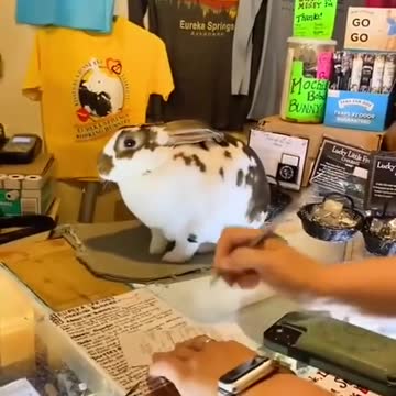 Even a rabbit has a job